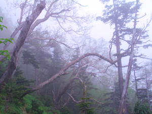 真教寺尾根から八ヶ岳赤岳＿霧の中の樹林帯