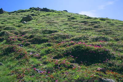 日光 白根山 写真