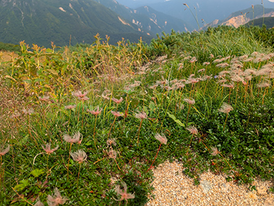 鷲羽岳 写真